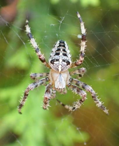 Araneus diadematus